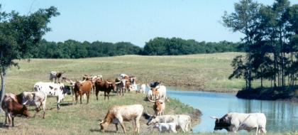 longhorn_cattle_p2.jpg