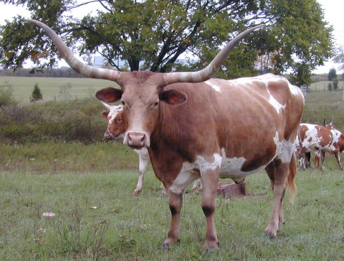 longhorn_photo_12.jpg