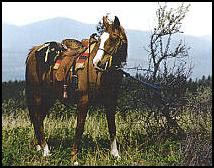 saddle_horse_photo_16.jpg