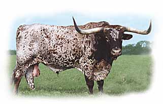 texas_longhorn15.jpg